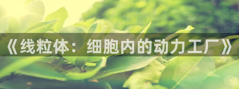 意昂4平台注册