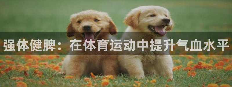 杏悦包怎么样